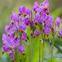 Dodecatheon