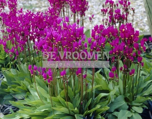 Dodecatheon Meadia | 1500 pce