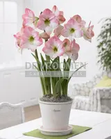 Dutch, Specie & Double Amaryllis