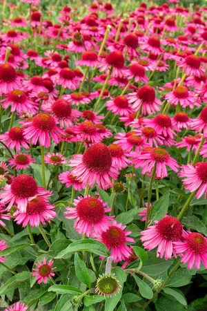 Echinacea Delicious Candy PBR | 200 pce