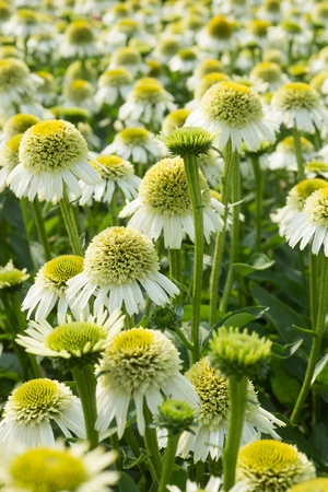 Echinacea Delicious Nougat PBR | 200 pce