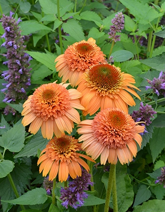 Echinacea Supreme Cantaloupe | 25 pce