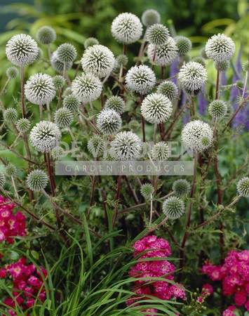 Echinops Arctic Glow | 25 pce