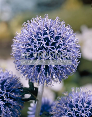 Echinops Veitch's Blue | 25 pce
