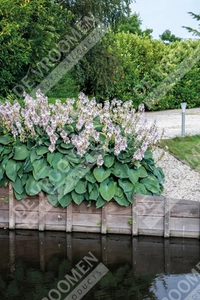 Hosta Elegans | 400 pce