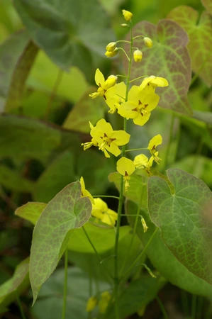 Epimedium Frohnleiten | 25 pce