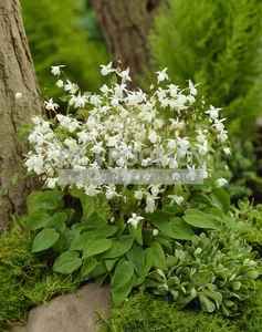 Epimedium Niveum | 25 pce