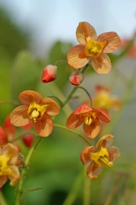 Epimedium Orange Queen | 25 pce