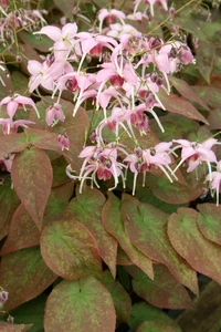 Epimedium Pretty in Pink | 25 pce
