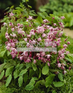 Epimedium Roseum | 25 pce