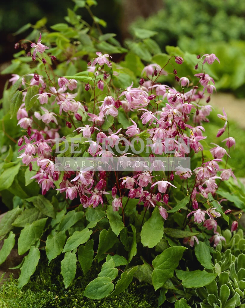 Epimedium Roseum 250 pcs De Vroomen