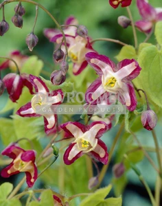 Epimedium Rubrum | 25 pce