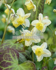Epimedium Sulphureum | 25 pce