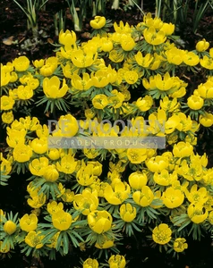 Eranthis hyemalis | 100 pce