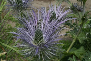 Eryngium Alpinum | 25 pce