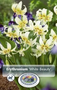 Erythronium White Beauty | Cappers 4 x 20 - image 3