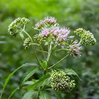Eupatorium