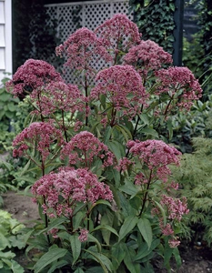 Eupatorium Gateway | 150 pce
