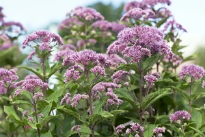 Eupatorium Little Joe | 150 pce