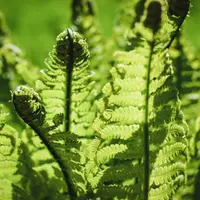 Ferns