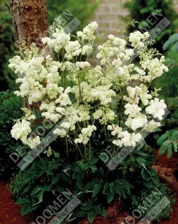 Filipendula Plena | 250 pcs