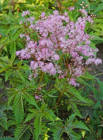 Filipendula Red Umbrellas PBR | 25 pce
