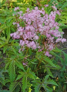Filipendula Red Umbrellas PBR | 25 pce