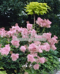 Filipendula Venusta | 150 pce