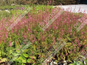 Persicaria Flamingo Feathers | 25 pce