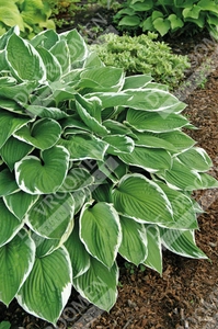 Hosta Francee | 400 pce