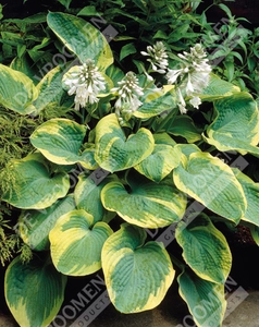 Hosta Frances Williams | 400 pce