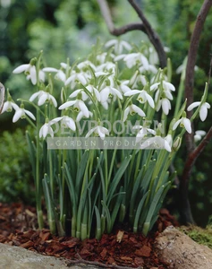 Galanthus Nivalis | 100 pce