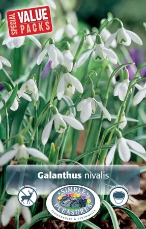 Galanthus nivalis | Cappers 25 x 15 - image 1