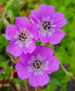 Geranium BloomTime NEW | 25 pcs