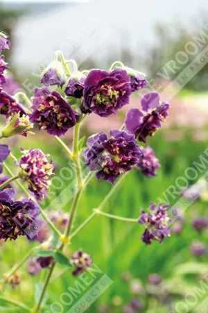Geranium Joseph Green | 250 pcs