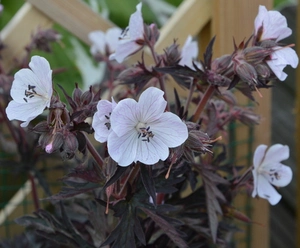 Geranium Midnight Ghost PBR | 25 pce