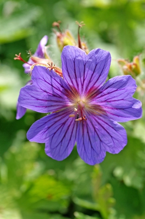 Geranium Rosemoor | 25 pce