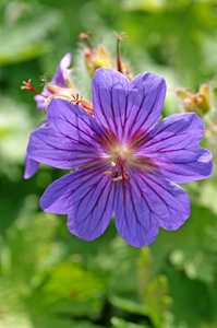 Geranium Rosemoor | 25 pce
