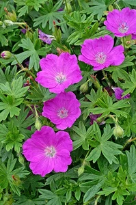 Geranium sanguineum | 25 pce