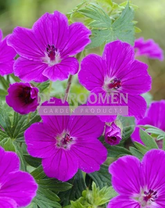 Geranium Tiny Monster | 25 pce