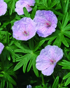 Geranium var. striatum | 25 pce