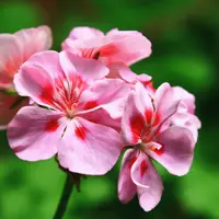 Geraniums