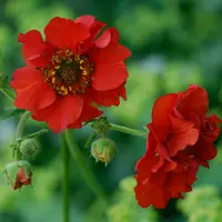 Geum