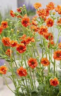 Geum Miss Clementine PBR | 250 pce