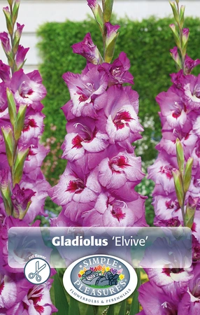 Gladiolus Elvive | Capper 12 x 10