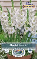 Gladiolus Glamini