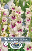 Gladiolus Large Flowering