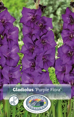 Gladiolus Purple Flora | Capper 12 x 8