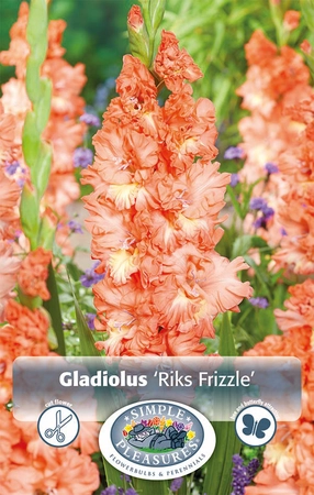 Gladiolus Parrot Rik's Frizzle | Capper 15 x 10