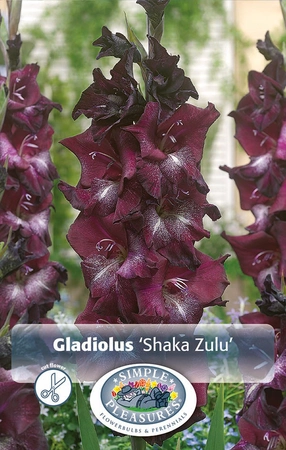 Gladiolus Shaka Zulu | Capper 5 x 16